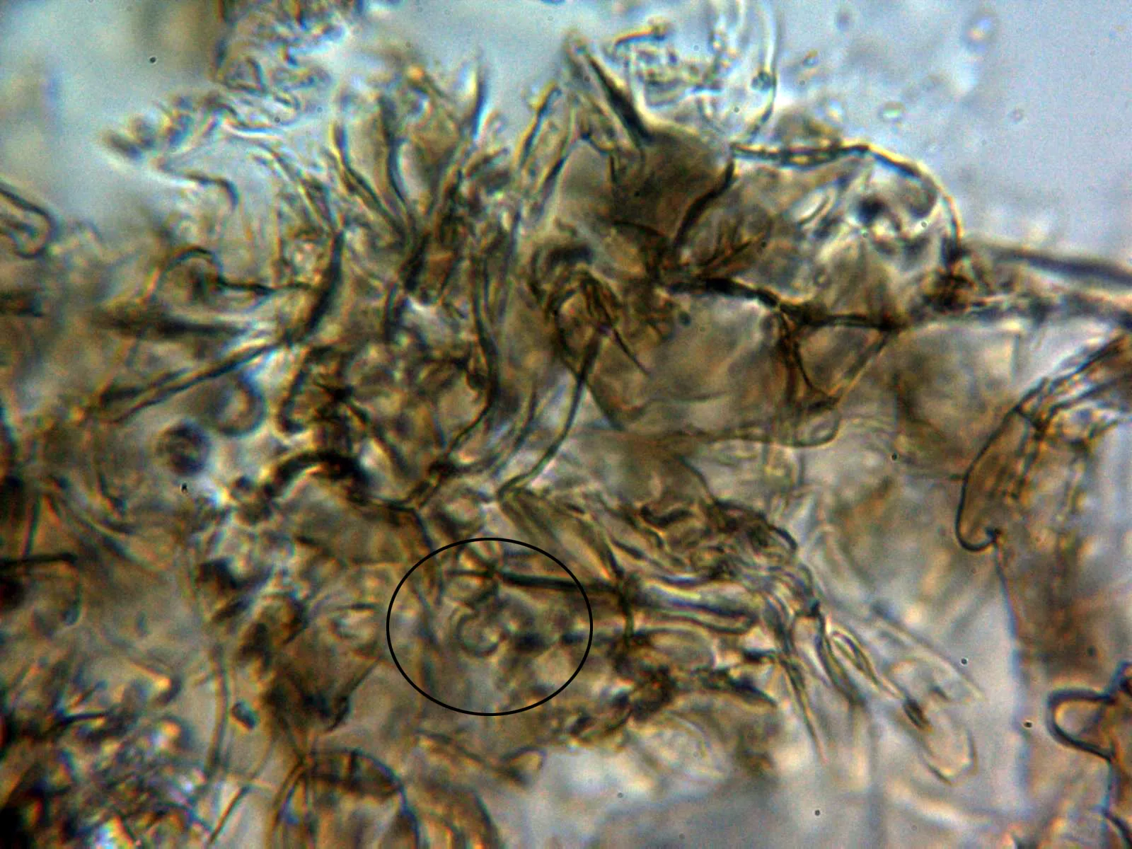 10 - Suprapellis agua 3 con fíbulas